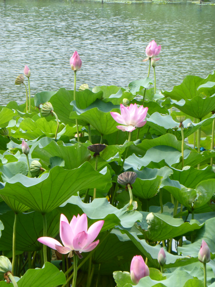 Lotus