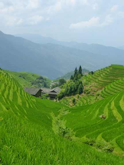 RiceField