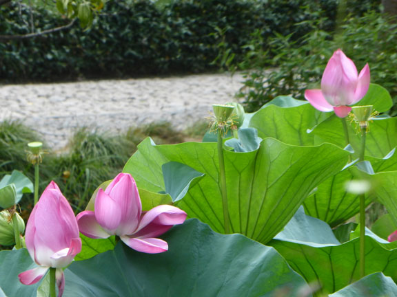 Lotus2