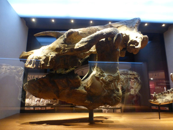 Jaw