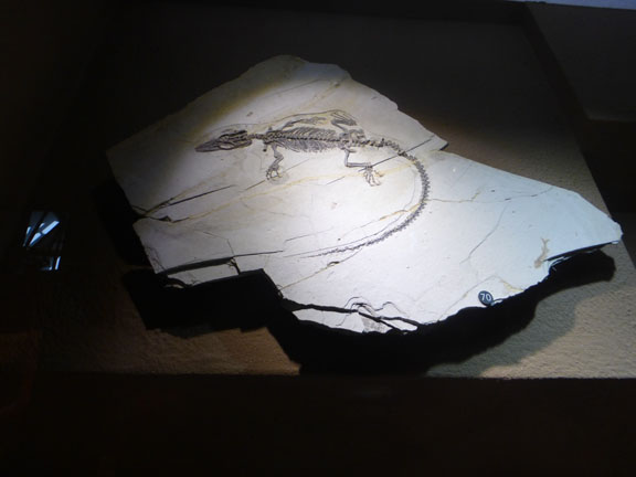 DFossil