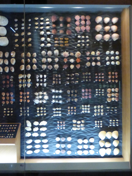 Shells