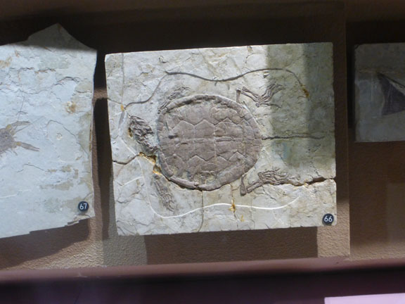 Turtle